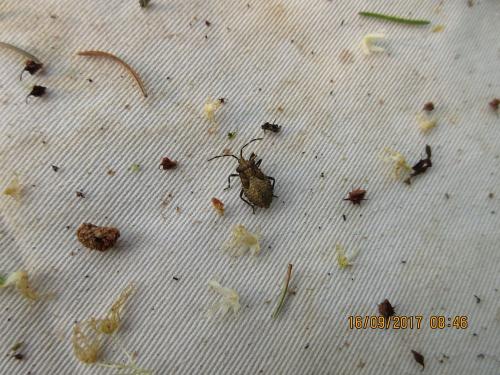 Anasa armigera